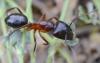 Camponotus pilicornis